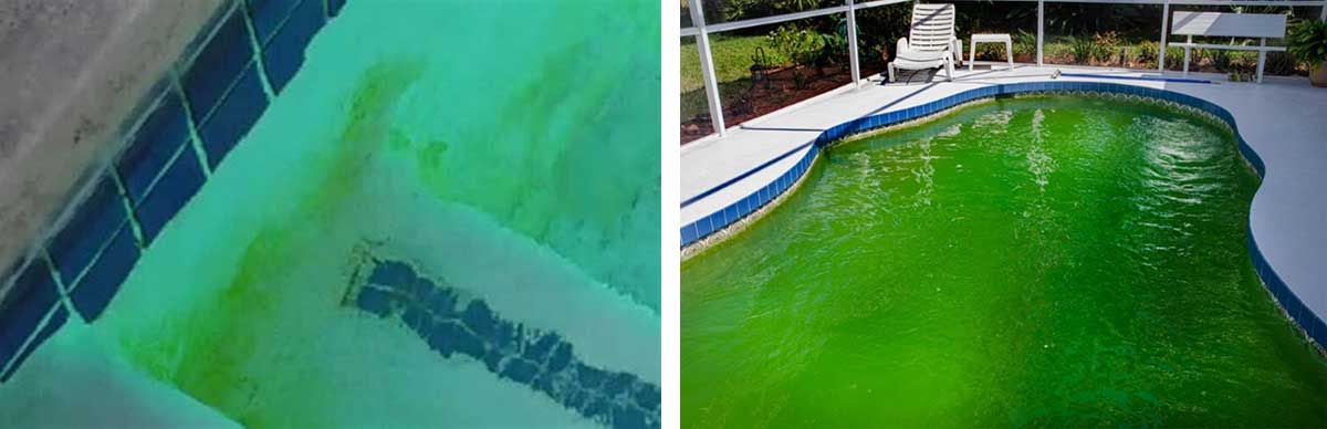 How to stop Algae in swimming pools | The Pool People